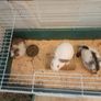 rabbits Image 6