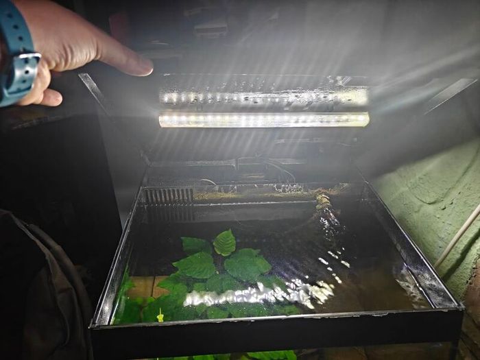 Fish tank with accessories and shrimps