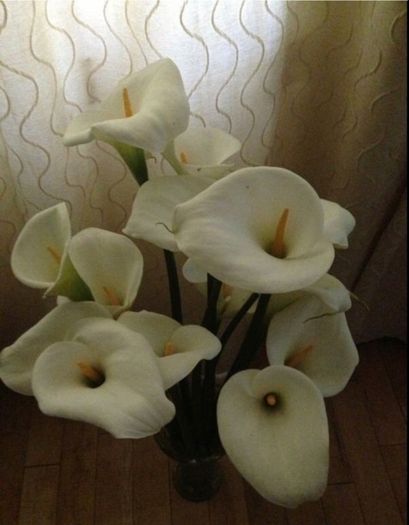 Flowers Calla Lily perennial