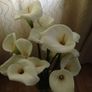 Flowers Calla Lily perennial Image 8