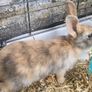 Rabbits-Dwarf Image 6
