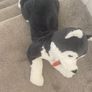 soft toy large dog Image 2