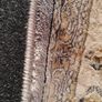 rug Image 4