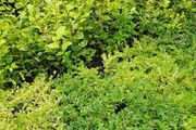 Privet Hedging