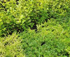 Privet Hedging