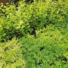 Privet Hedging