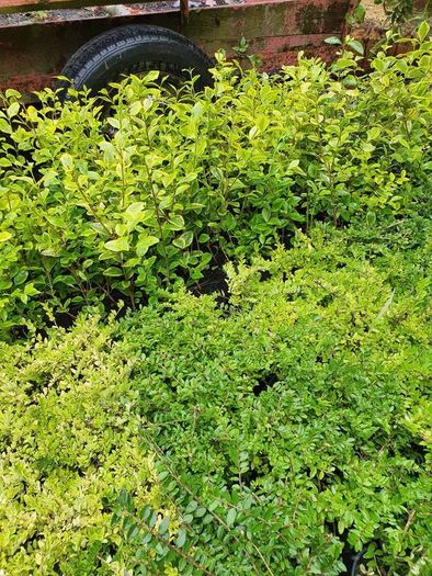 Privet Hedging