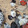 Bantam Pullets Image 3