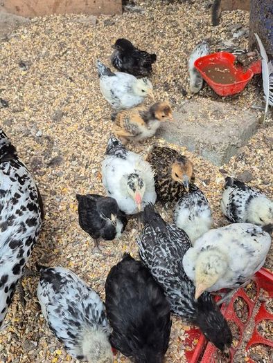 Bantam Pullets