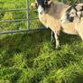 Swaledale Rams Image 8