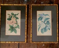 Antique pair of gold bamboo framed botanical bookplates