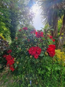 beautifully blooming rhododendron