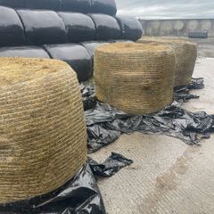 Hay For Sale