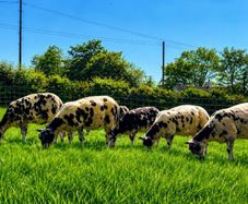 Dutch spotted sheep