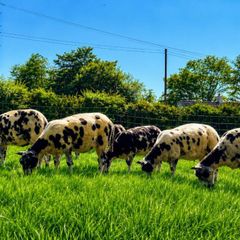 Dutch spotted sheep