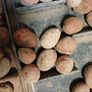 Seed potatoes Image 2