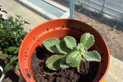 Cuban oregano/spanish thyme herb plant