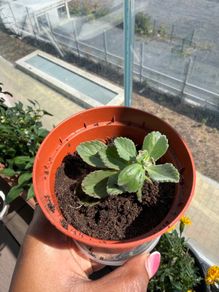 Cuban oregano/spanish thyme herb plant