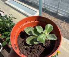 Cuban oregano/spanish thyme herb plant