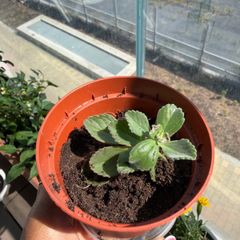 Cuban oregano/spanish thyme herb plant