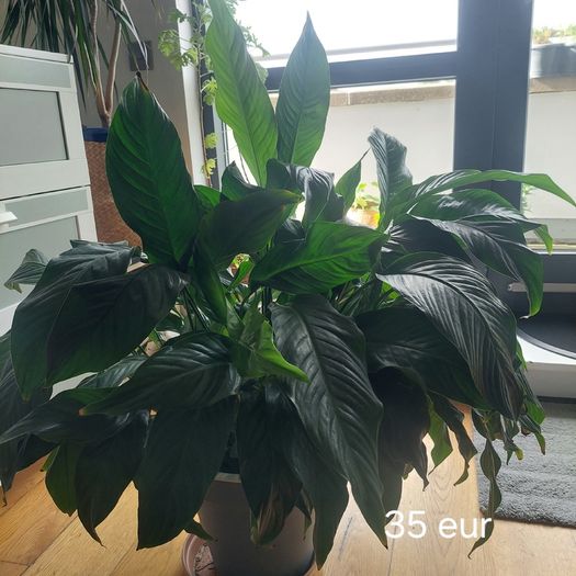 Plants
