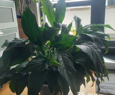 Plants