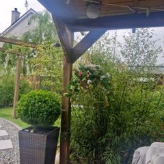 hanging Basket