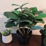 9 fake plants Image 5