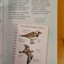 Sea & Freshwater. Birds. Usbourne Spotters Guide. With Internet Links. Beautiful Illustrated Book In Good Condition. Image 9