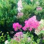Japanese maples and Native irish Trees & Shrubs Image 7