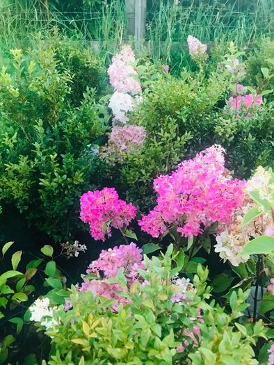 Japanese maples and Native irish Trees & Shrubs