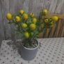 lemon plant Image 4