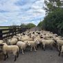 Ewe Hoggets for sale Image 2