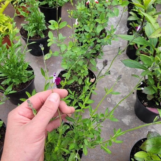 50 super flowering plants/shrubs