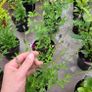 50 super flowering plants/shrubs Image 3