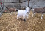 Goats