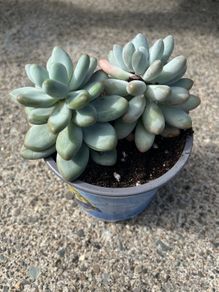 Succulent plant