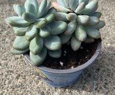 Succulent plant