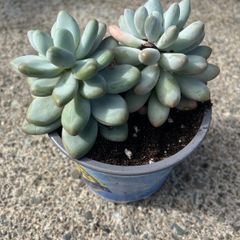 Succulent plant