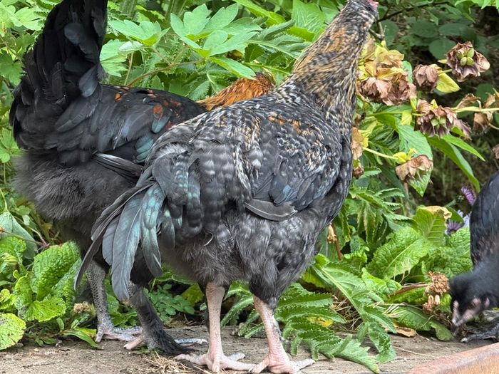 Olive and Easter Egger Rooster for sale