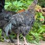 Olive and Easter Egger Rooster for sale Image 6