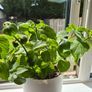 Cuban Oregano / Mexican Mint Image 2