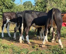9 super Hereford heifers 180kilos