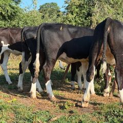 9 super Hereford heifers 180kilos