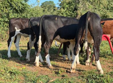 9 super Hereford heifers 180kilos