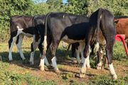 9 super Hereford heifers 180kilos