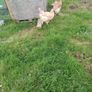 Chicken coop Image 8