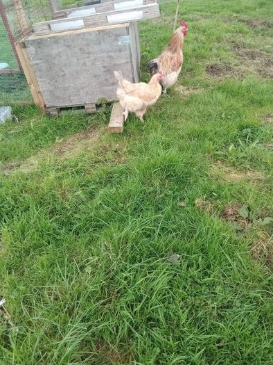 Chicken coop