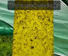 Sticky Fly Traps x10