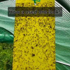 Sticky Fly Traps x10
